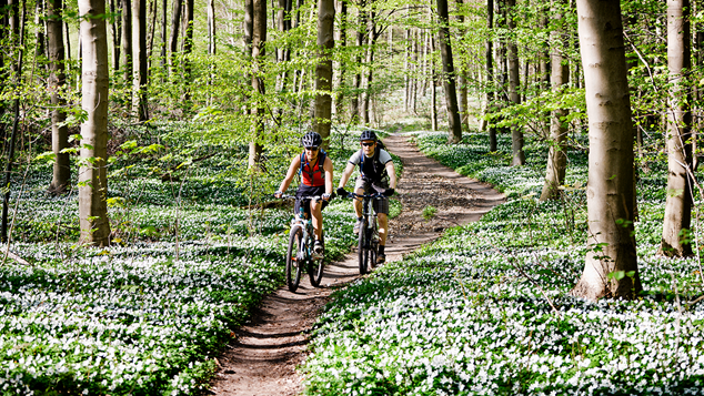 Par cykler på mountainbike i skoven